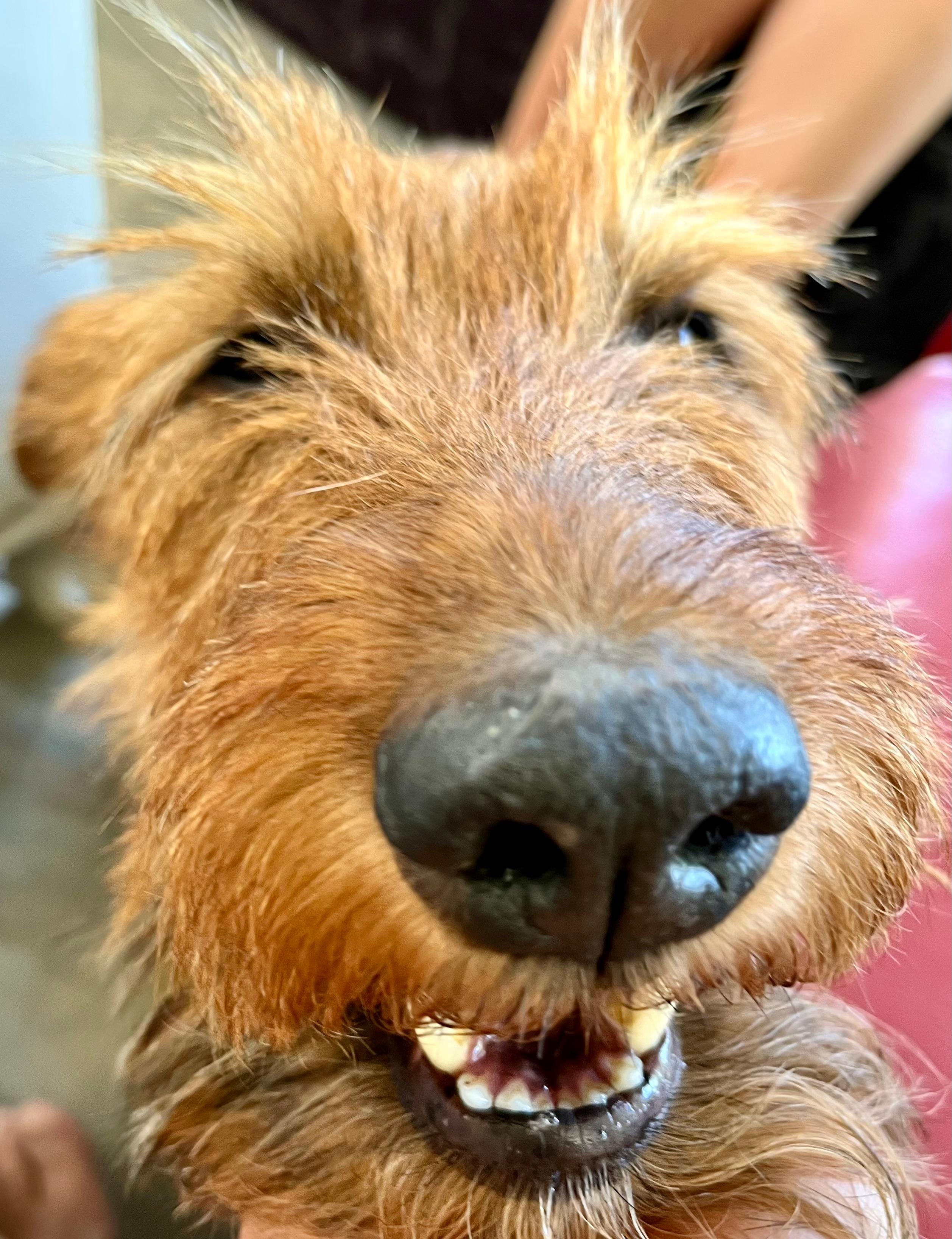 Maja ist eine ganz zauberhafte und liebe Schmusekatze! Bitte die Ohren kraulen!