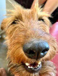 Maja ist eine ganz zauberhafte und liebe Schmusekatze! Bitte die Ohren kraulen!