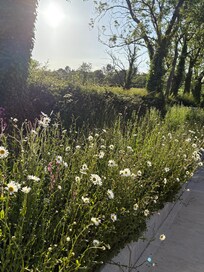 View from the backdoor