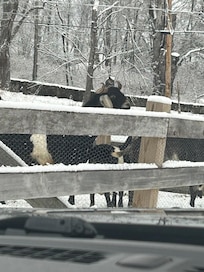 Love seeing the goats,chickens and roosters