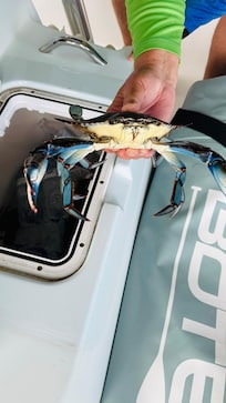 Blue Crab