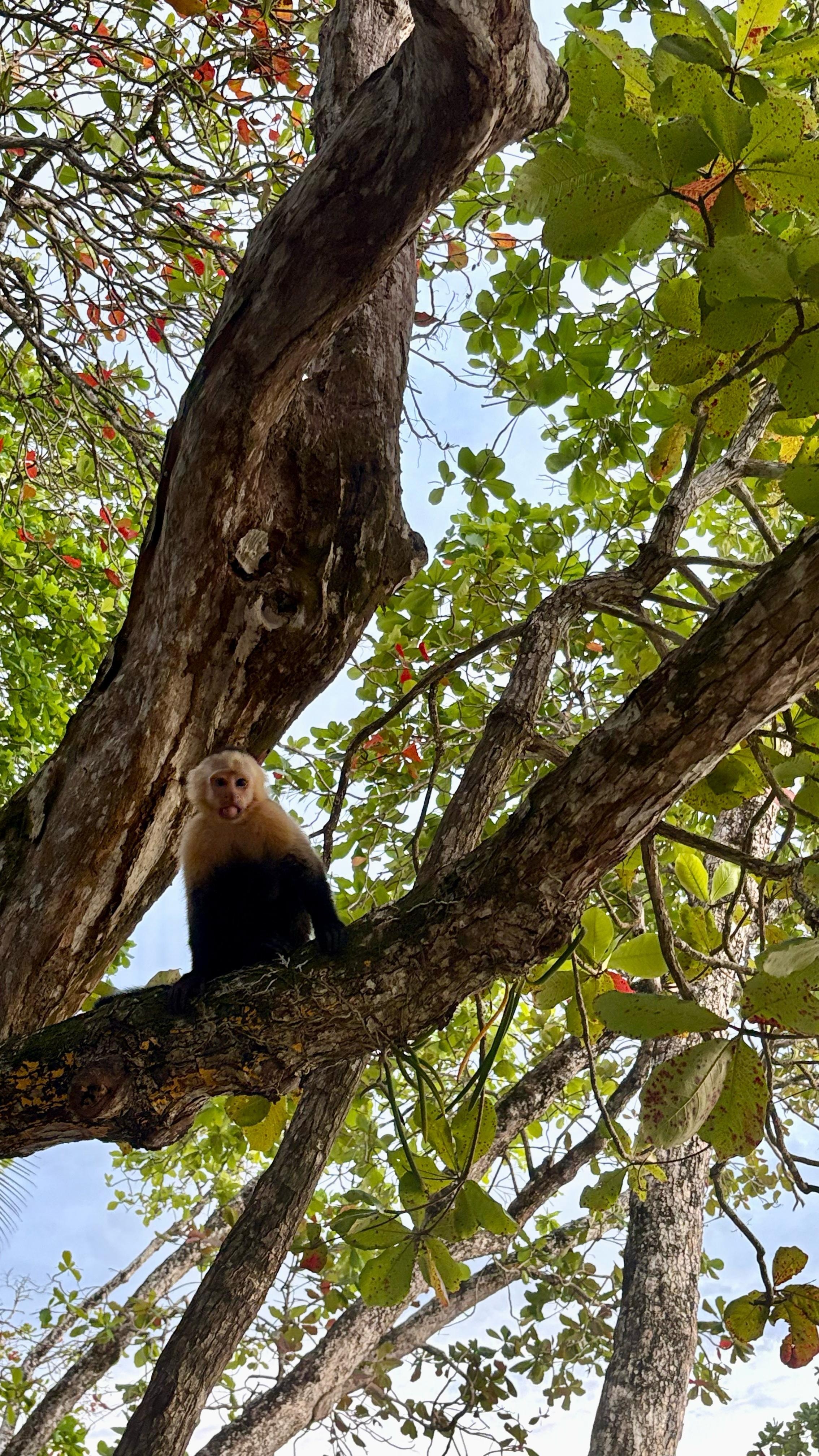 Monkeys on the hotel trees