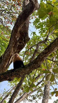 Monkeys on the hotel trees