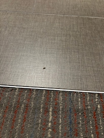 Bugs on the floor by the bathroom