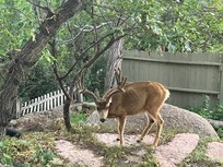 I am sure that this doesn't happen every day, but we had a visitor our last day.