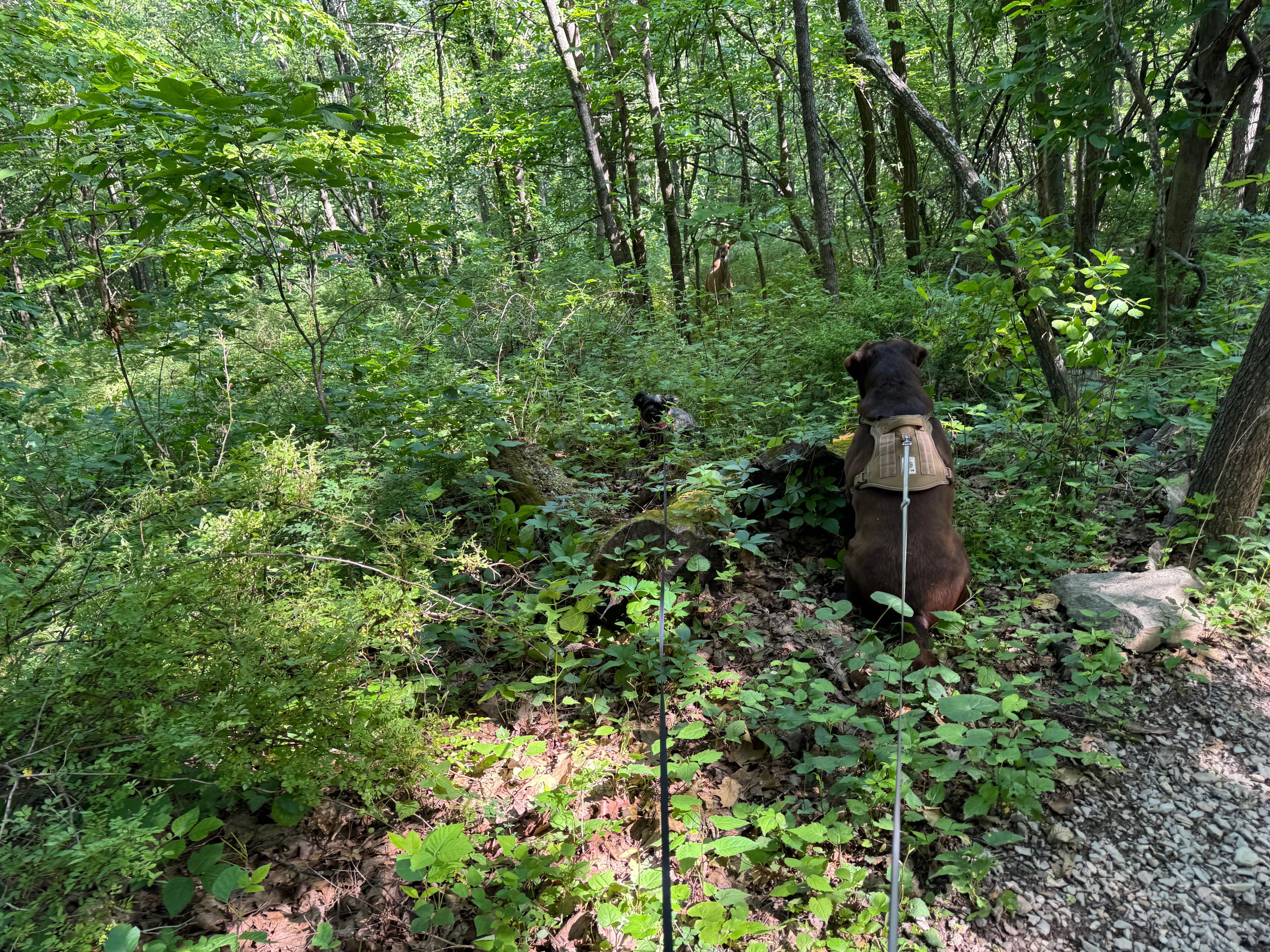 Deer encounter on one of our hikes.