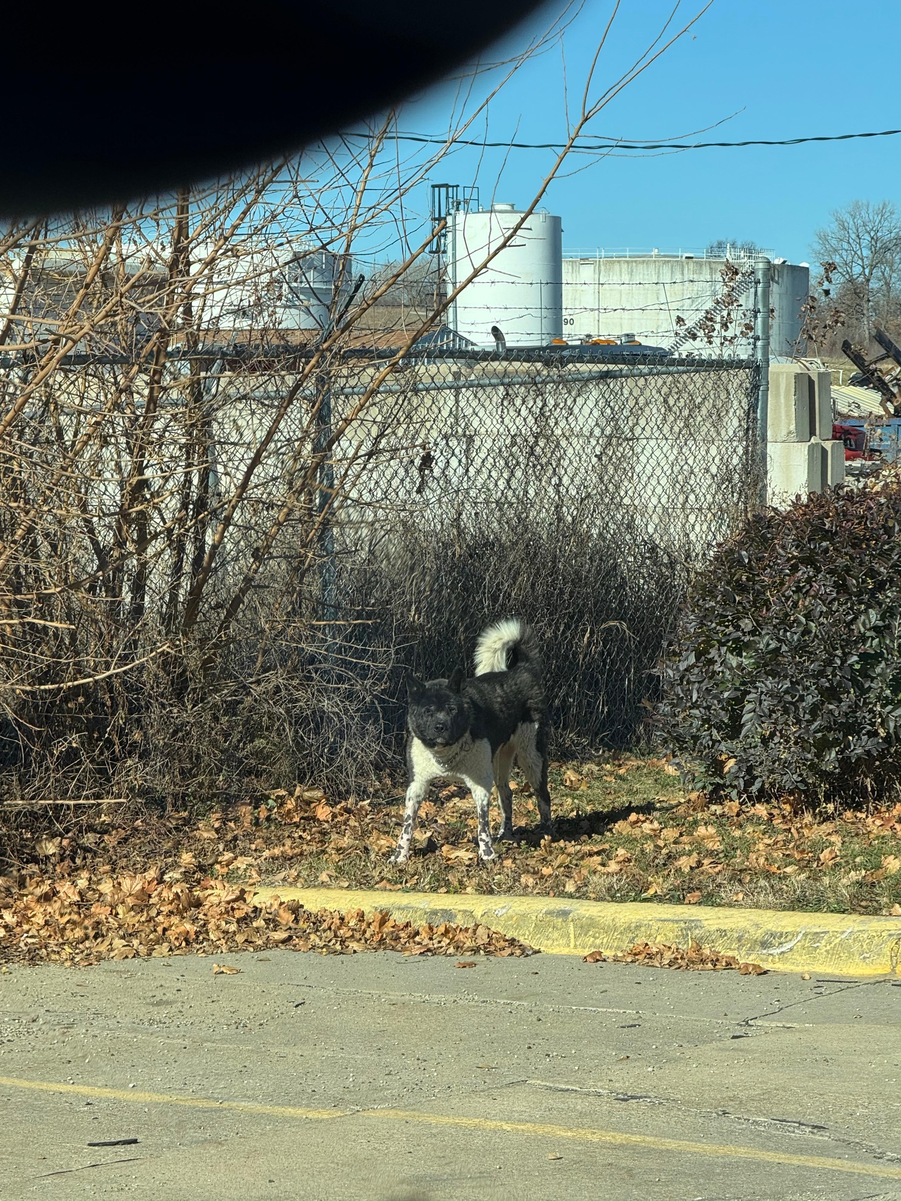 Dog from junkyard in the back of the hotel freely roaming the hotel parking lot, barking very loudly. 