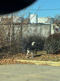 Dog from junkyard in the back of the hotel freely roaming the hotel parking lot, barking very loudly.
