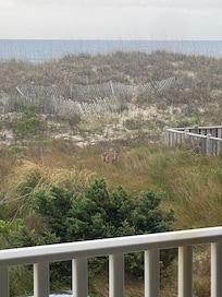 View of deer from balcony