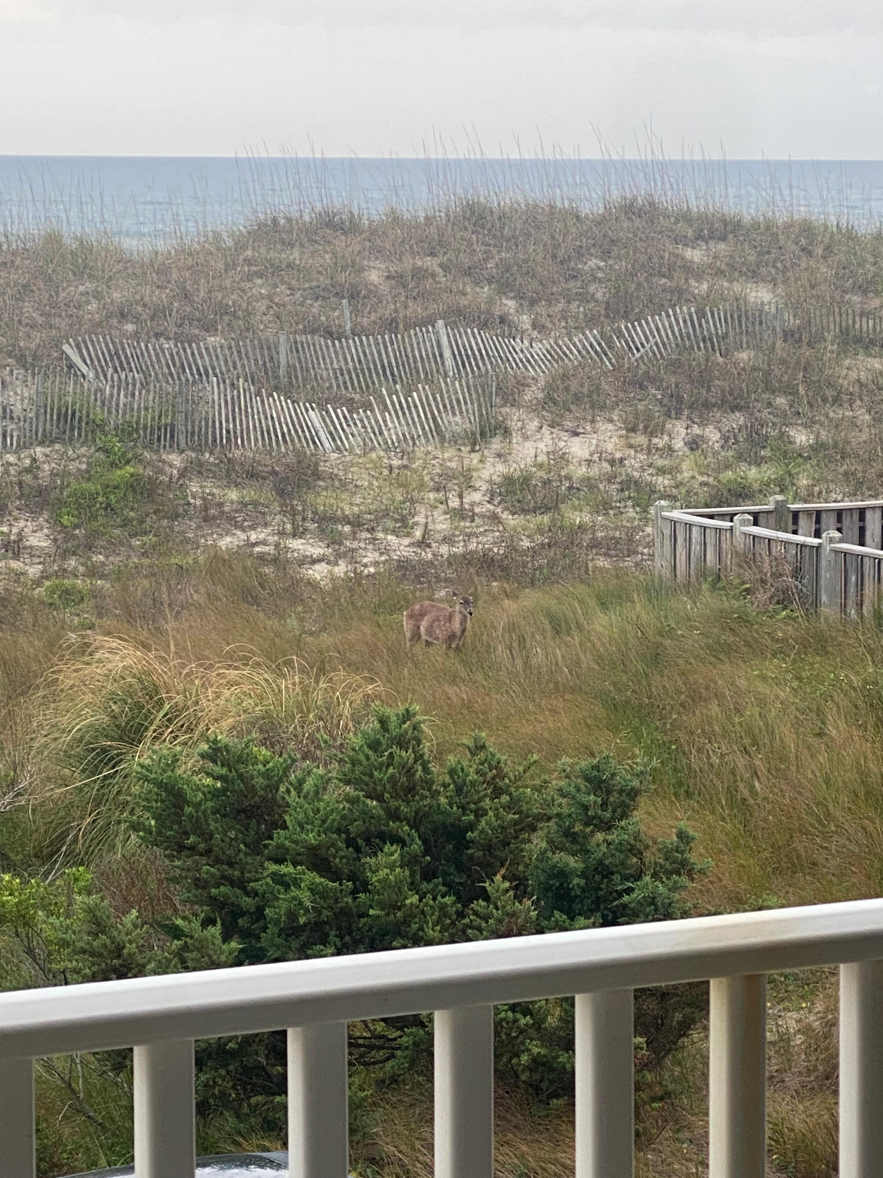 View of deer from balcony