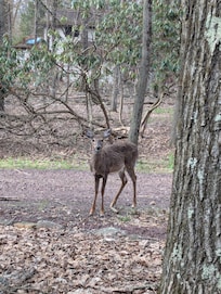 And lots of deer.