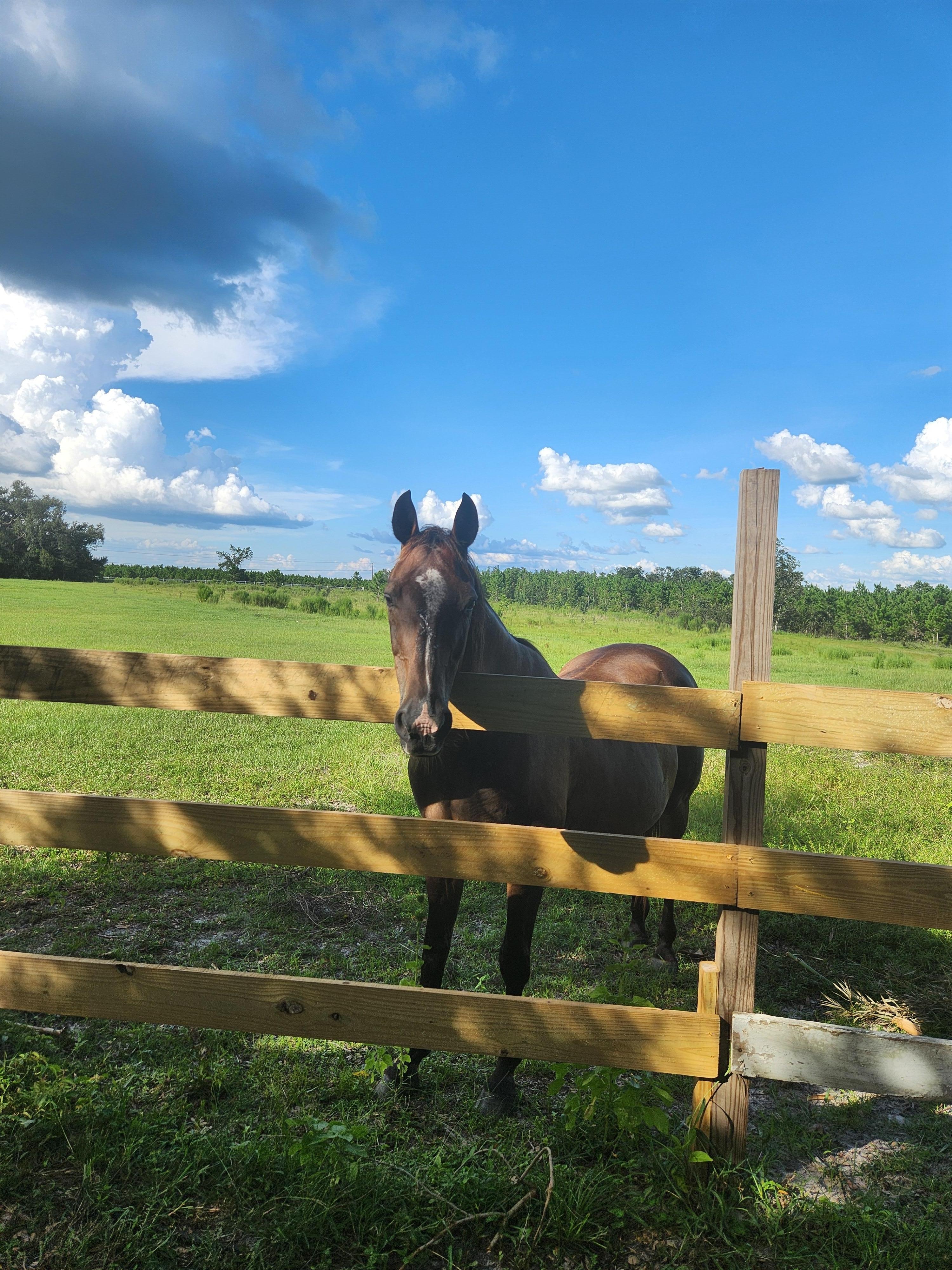A mare with a stare that says: "more treats, please." Ma'am, you have been fed.