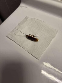 One of the many many cockroaches under the bath!!!