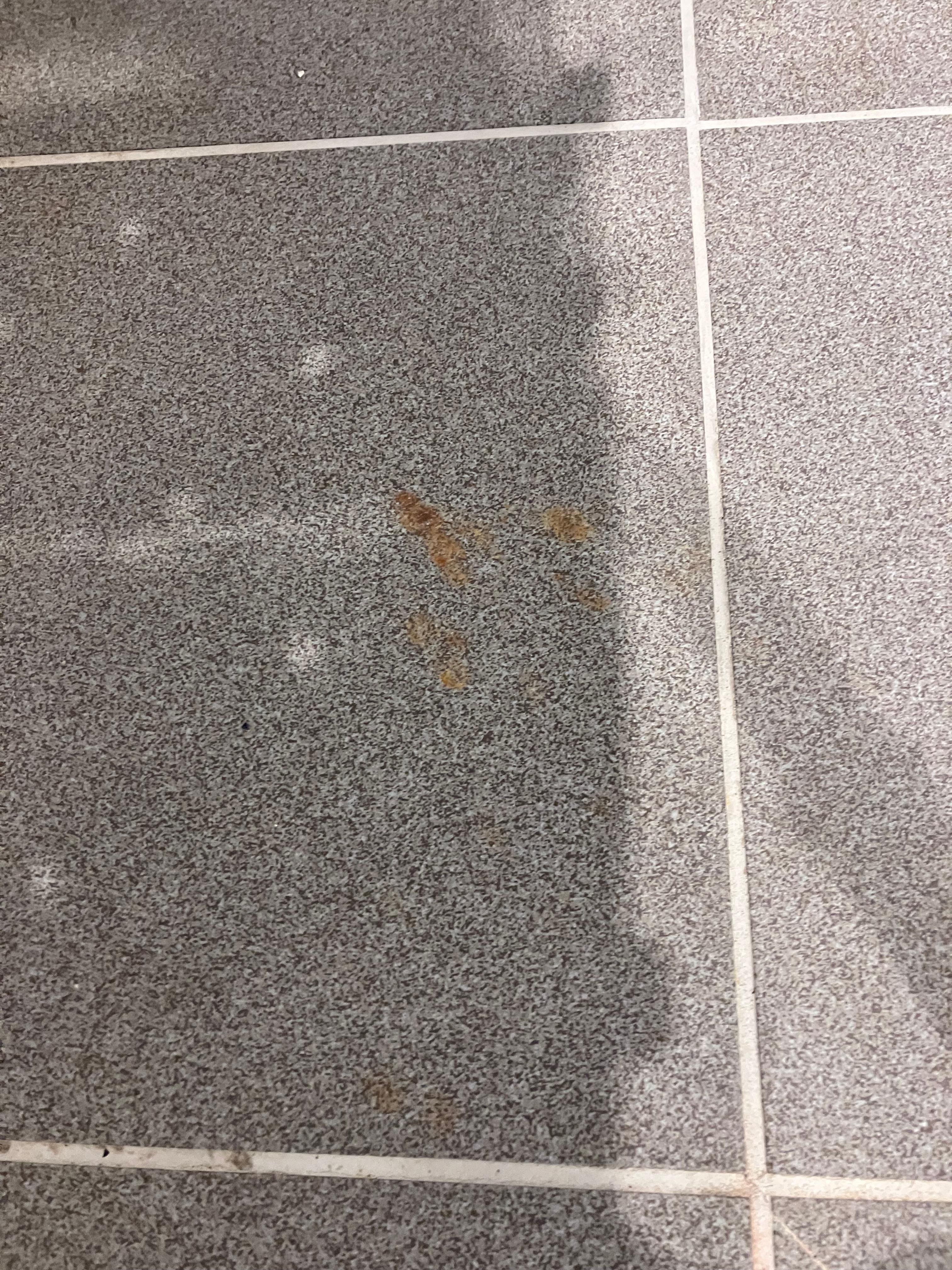 2nd room. What looked like human excrement 