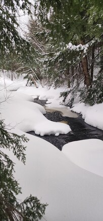 The Stream that runs thru the backside of this property..GORGEOUS!