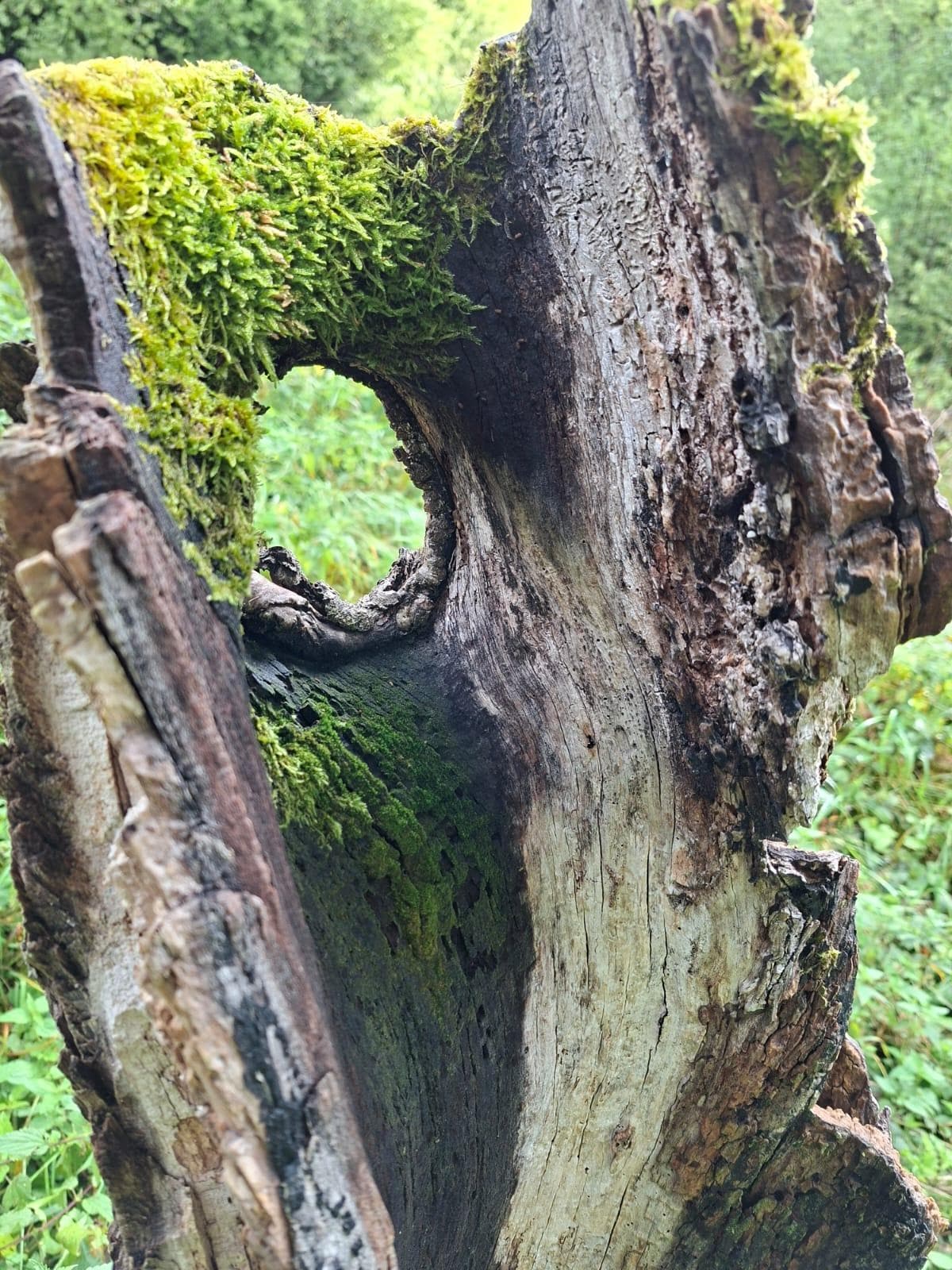 Auf dem Weg direkt an der Ferienwohnung 