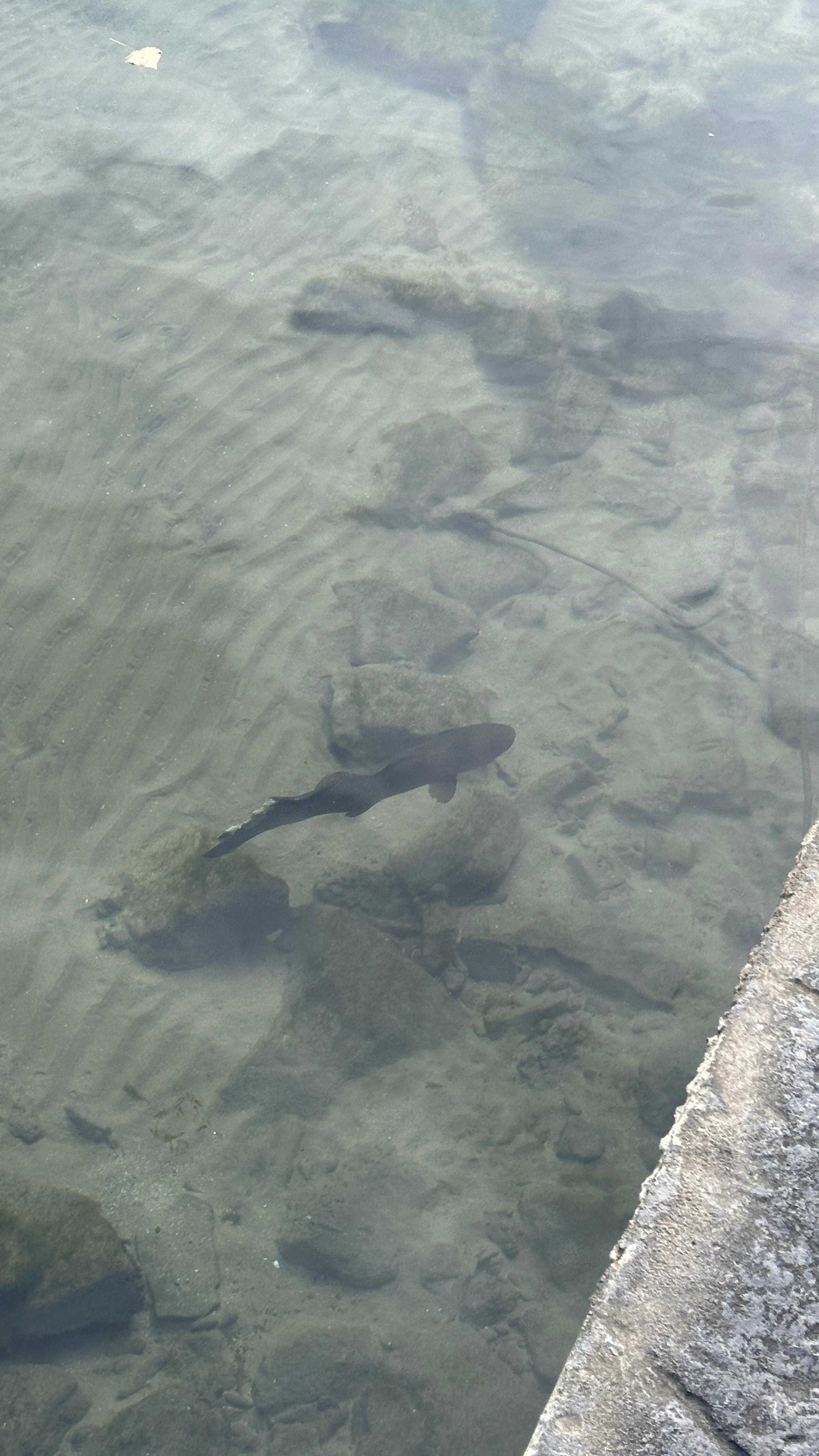 A bowfin beside the waterfront deck