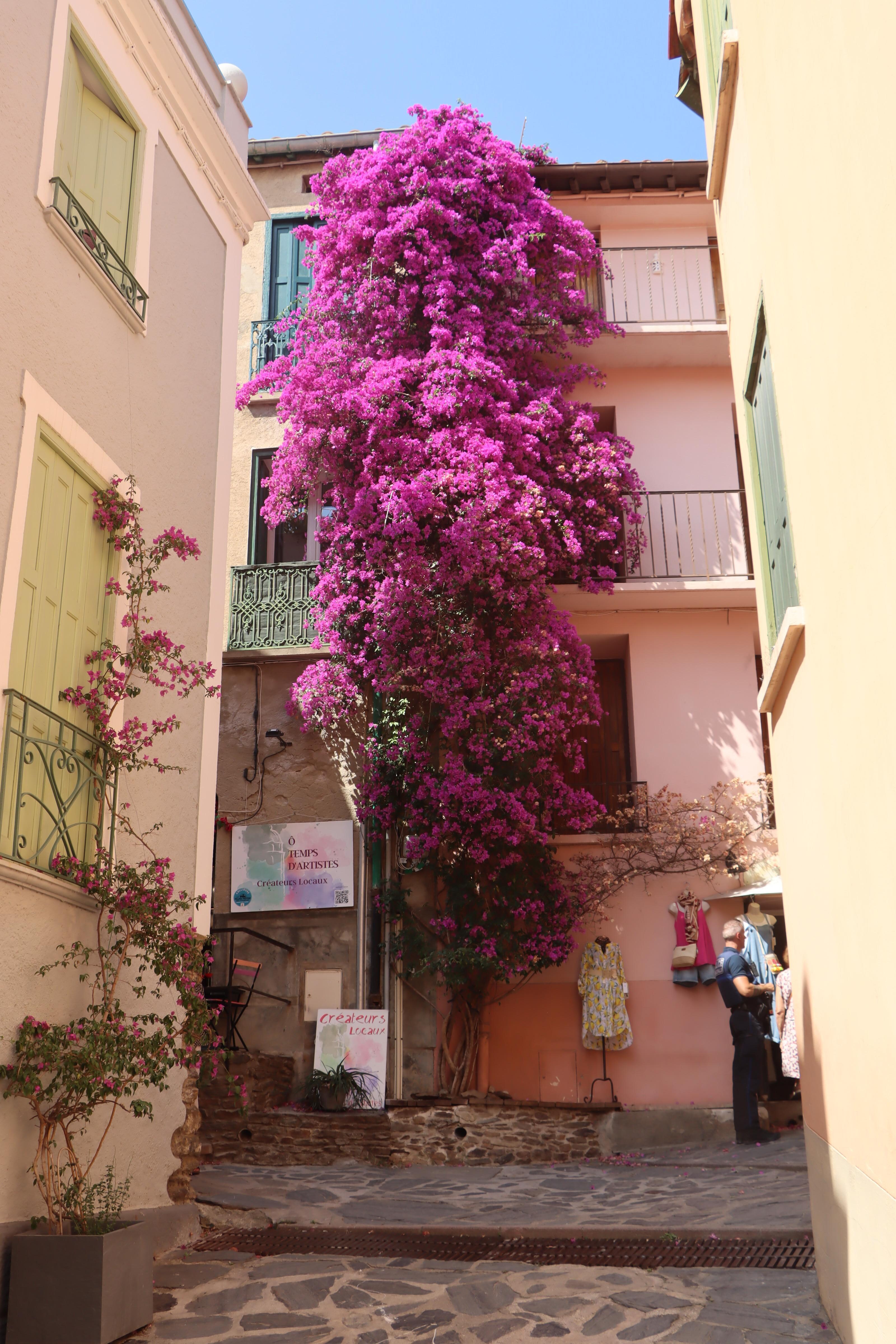 les ruelles de Collioure