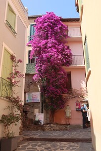 les ruelles de Collioure