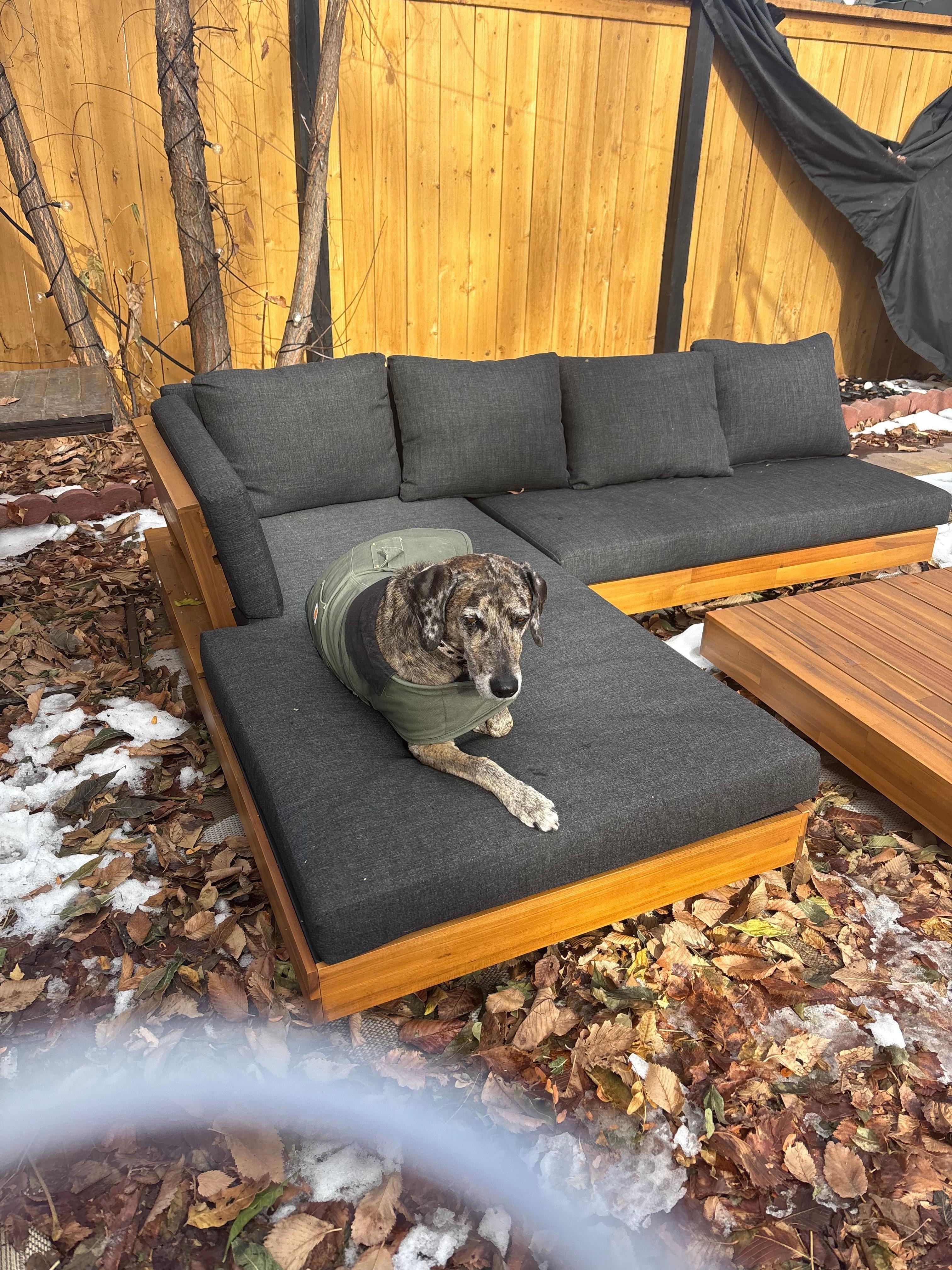 Good time for doggo!