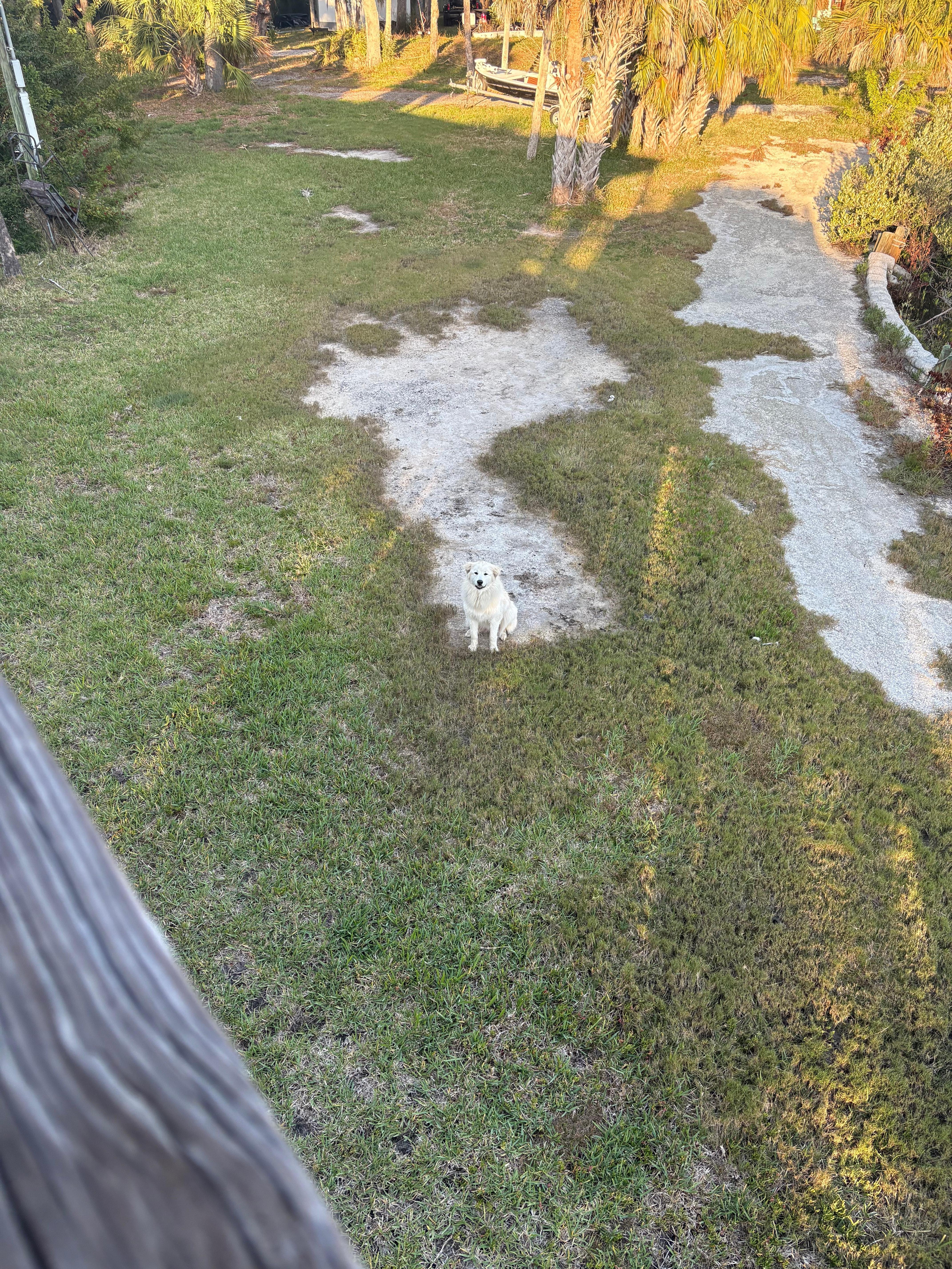 Neighbor dog. Super sweet. 