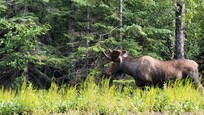 Se encuentra cerca de Kenai Fjords National Park