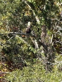 A bald eagle who visited us.