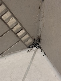 Black mold in show