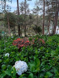 Lovely garden and pine trees