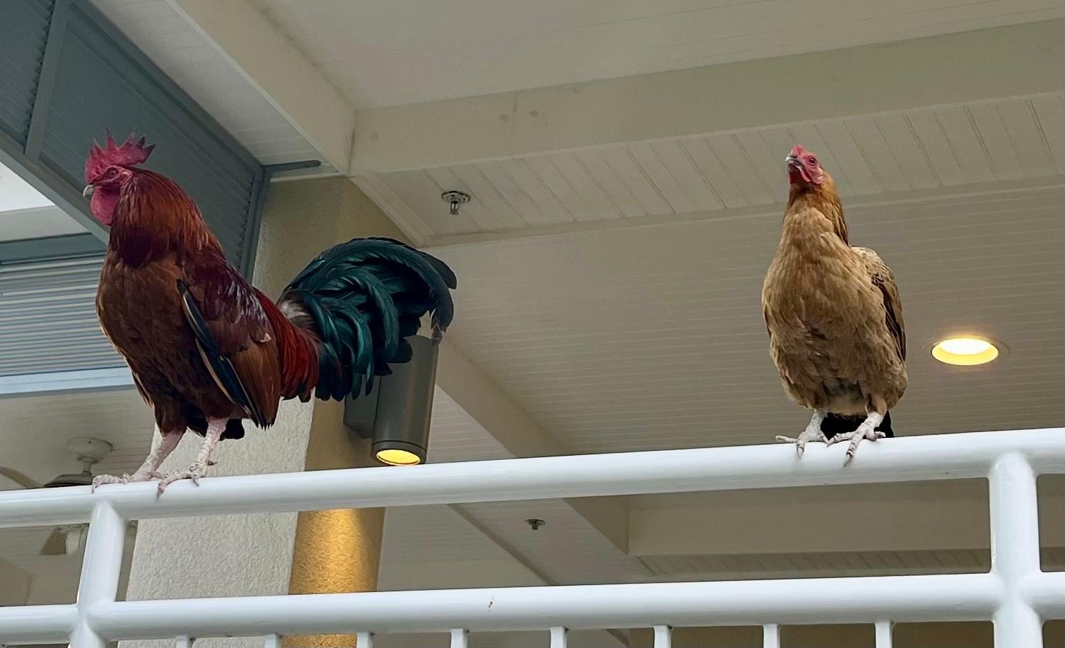The noisy rooster lording over the outside breakfast area