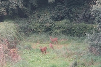Our afternoon visitors in the side garden.