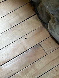 Bat droppings