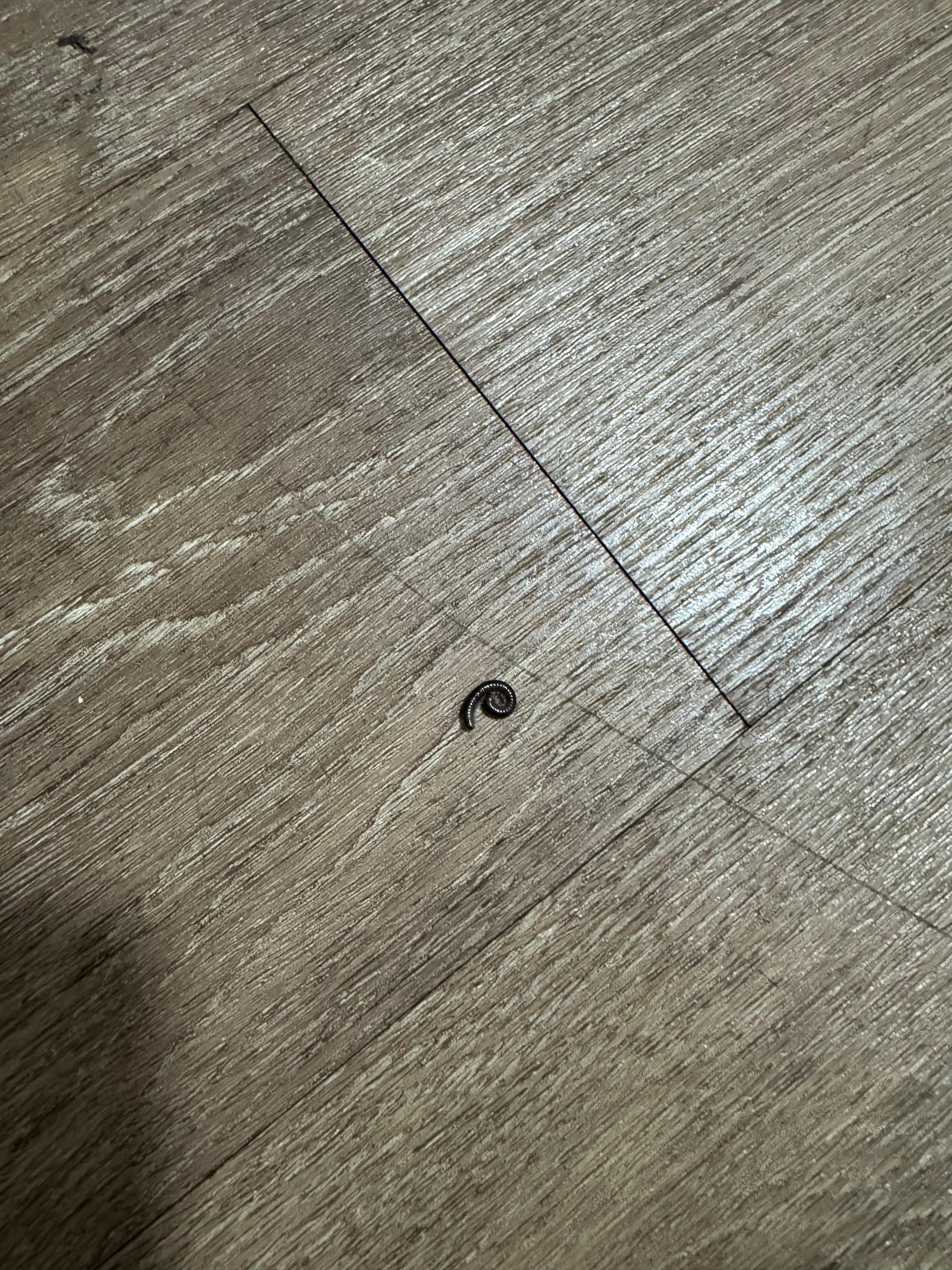 Bug on room floor, this was one of 4 that we saw. 