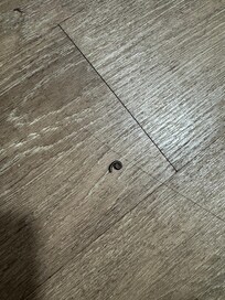 Bug on room floor, this was one of 4 that we saw.