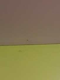 Spiders on the wall and under the bed