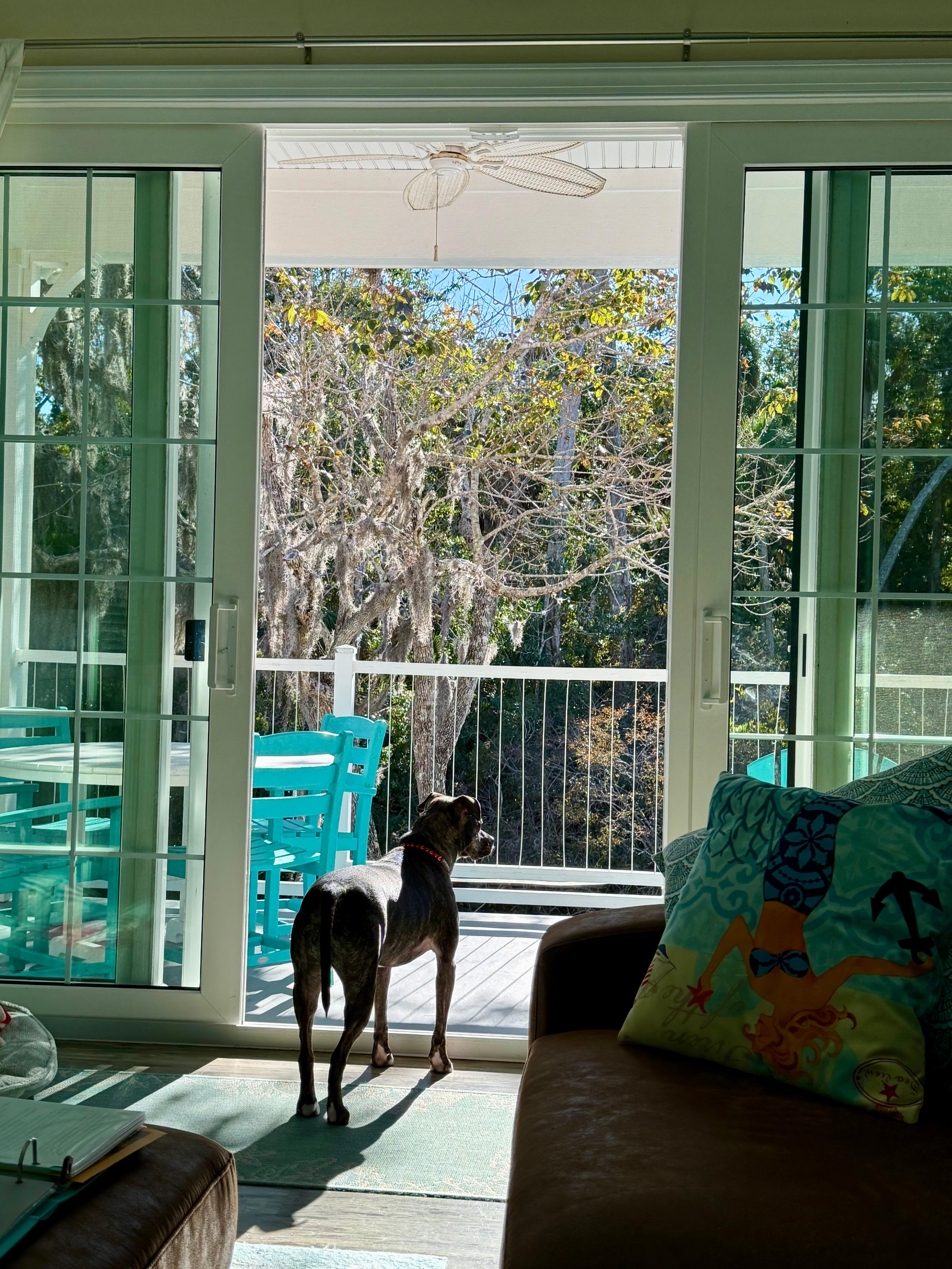 Perfect place for pets 