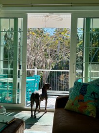 Perfect place for pets