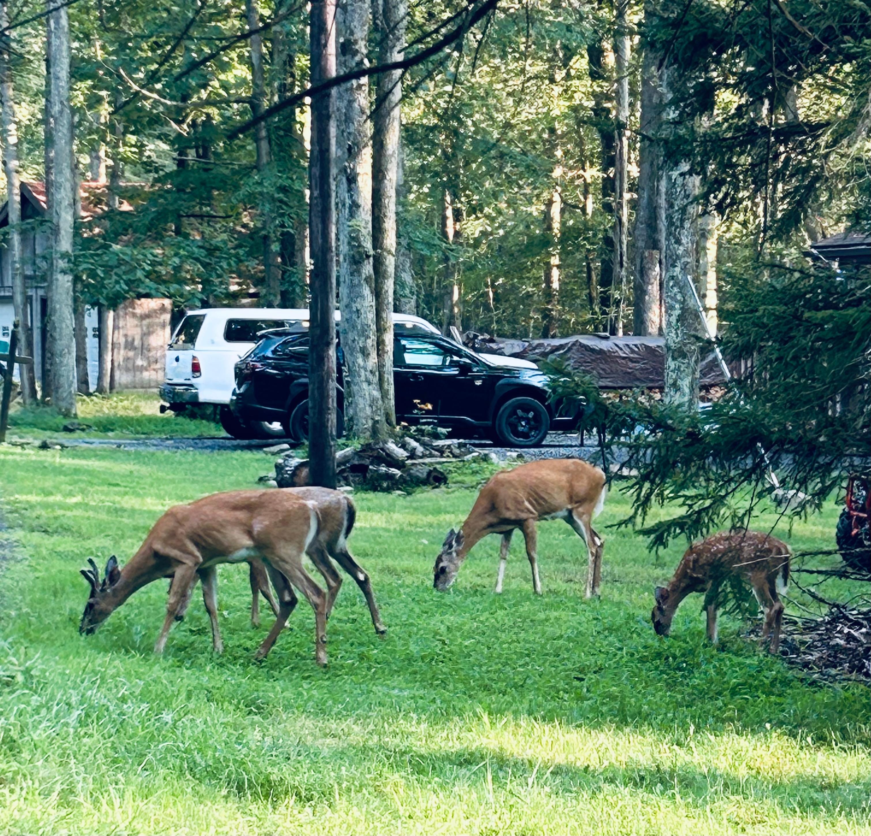 Loved watching the deer!