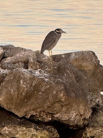 Yellow-crowned Night Heron.