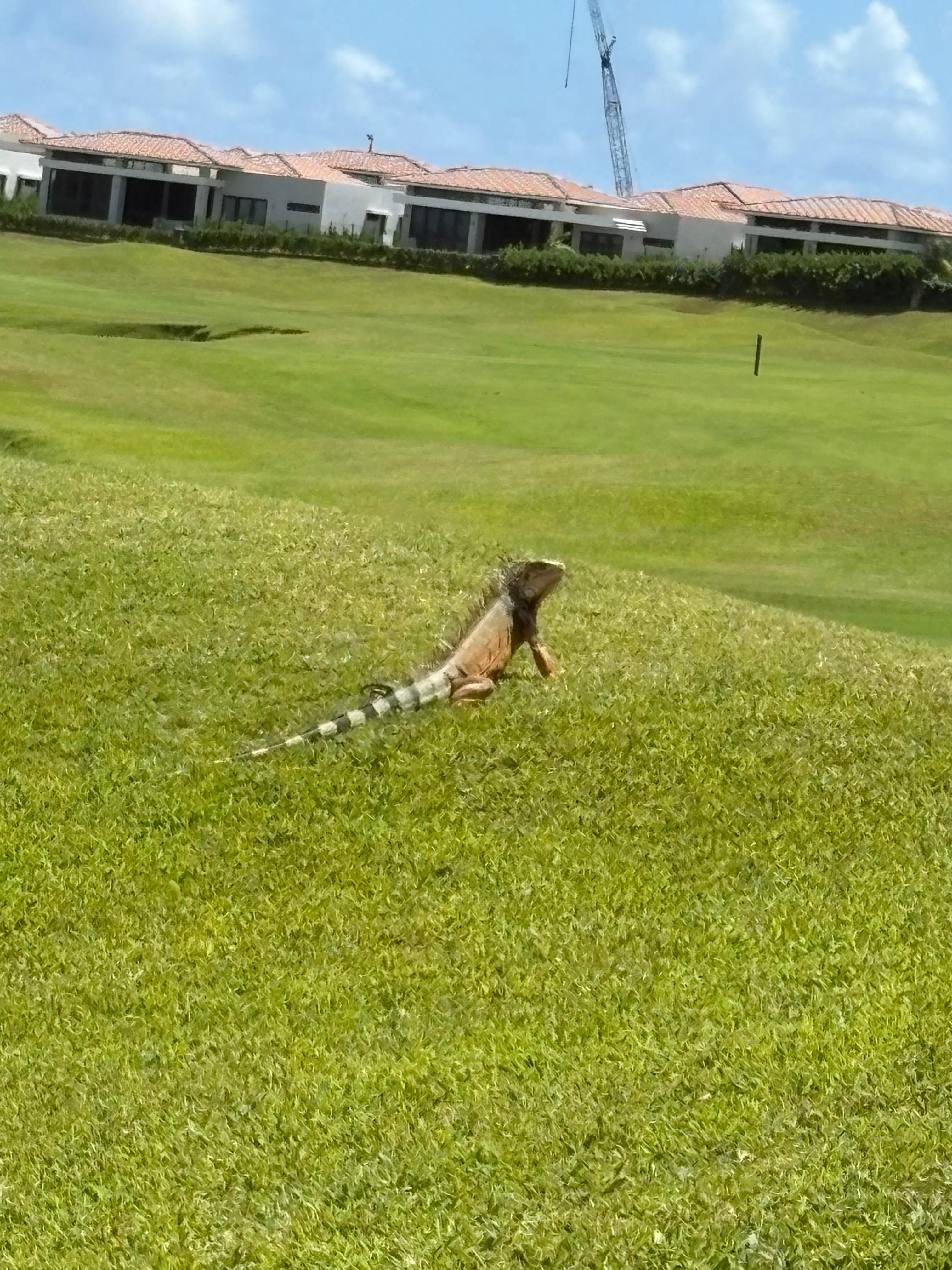 Golf course, well manicured and friendly iguanas 