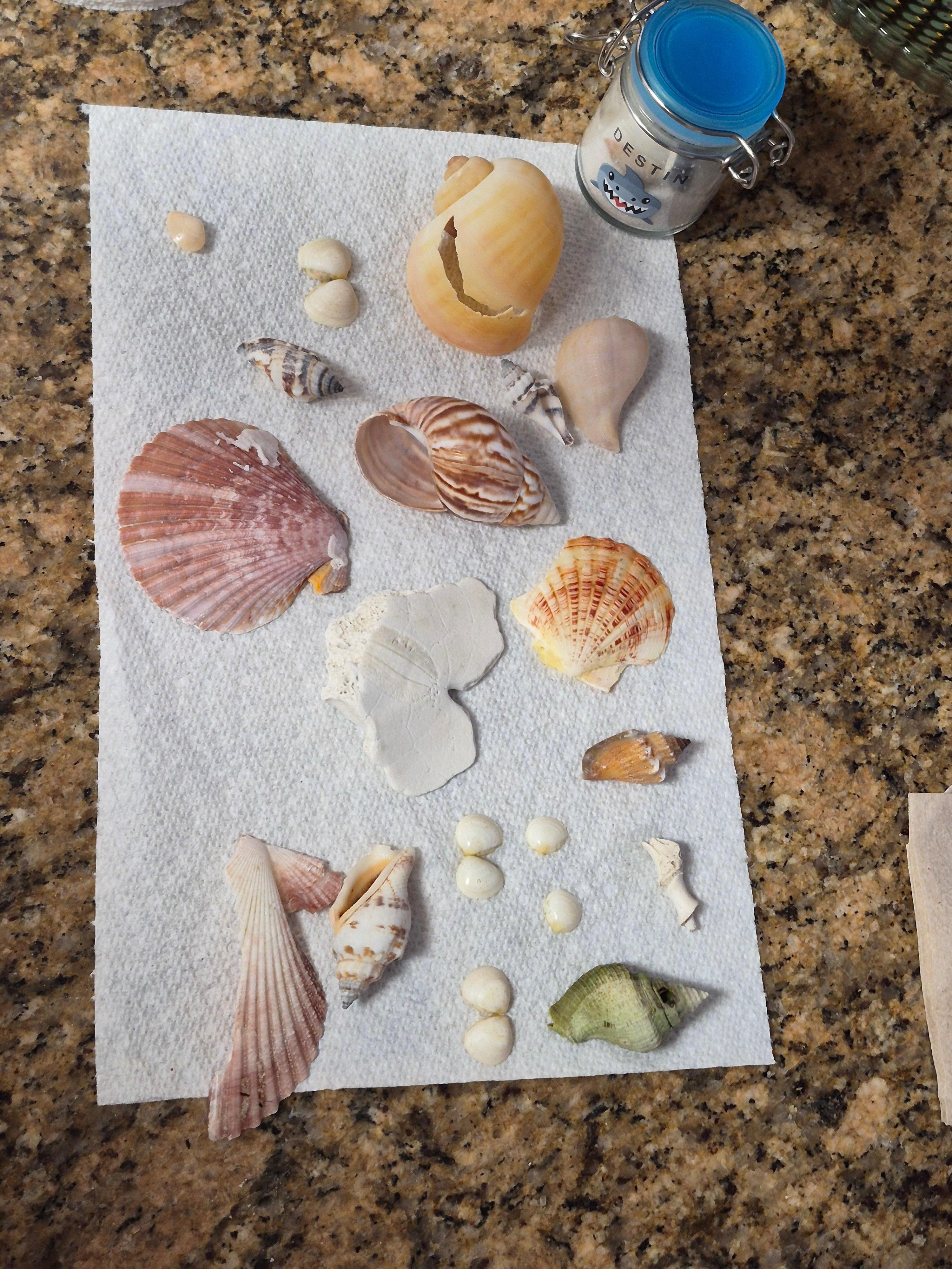 Shells from the dolphin/shelling cruise