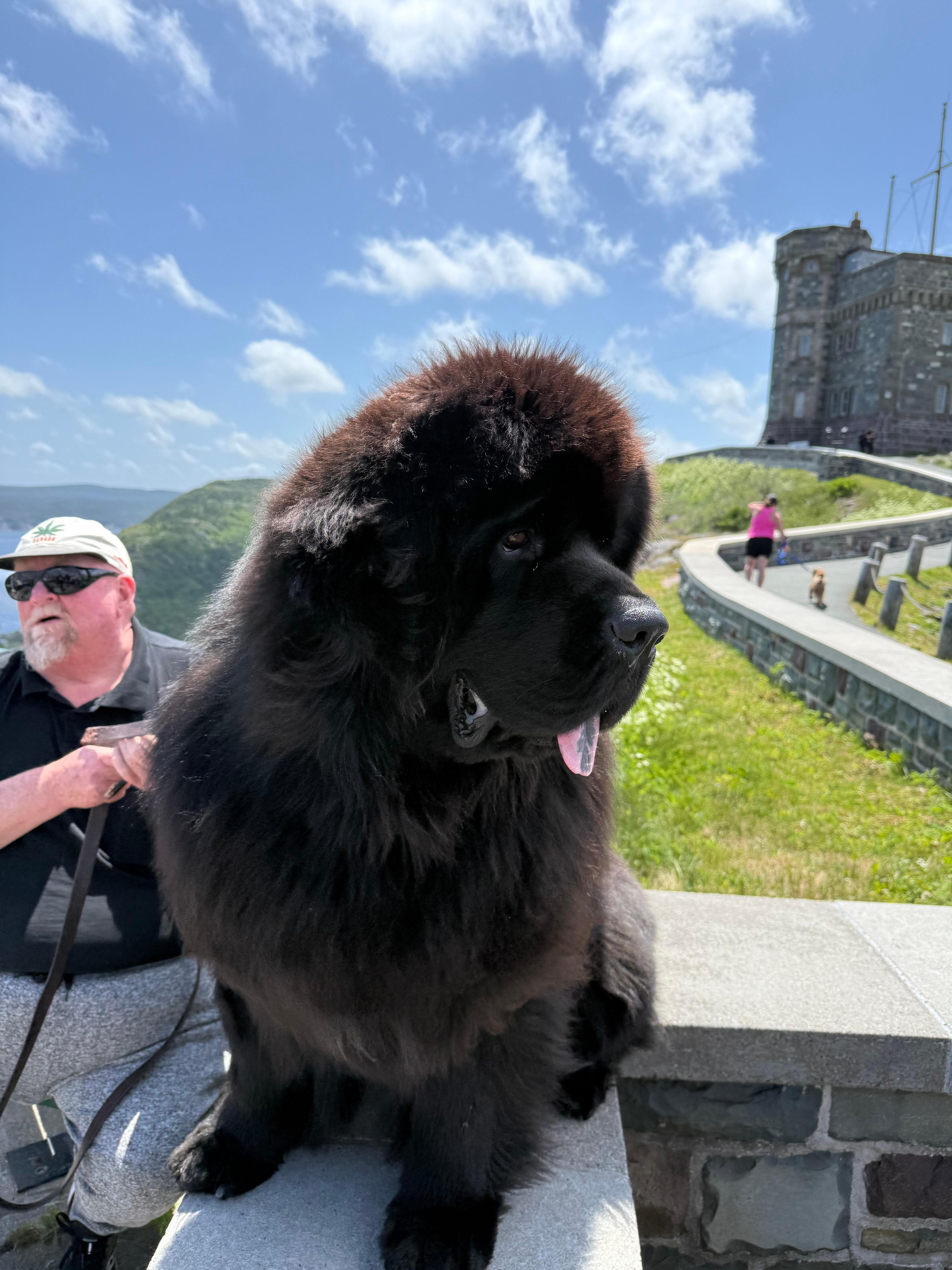 Sable the Newfoundland Dog on Signal Hill