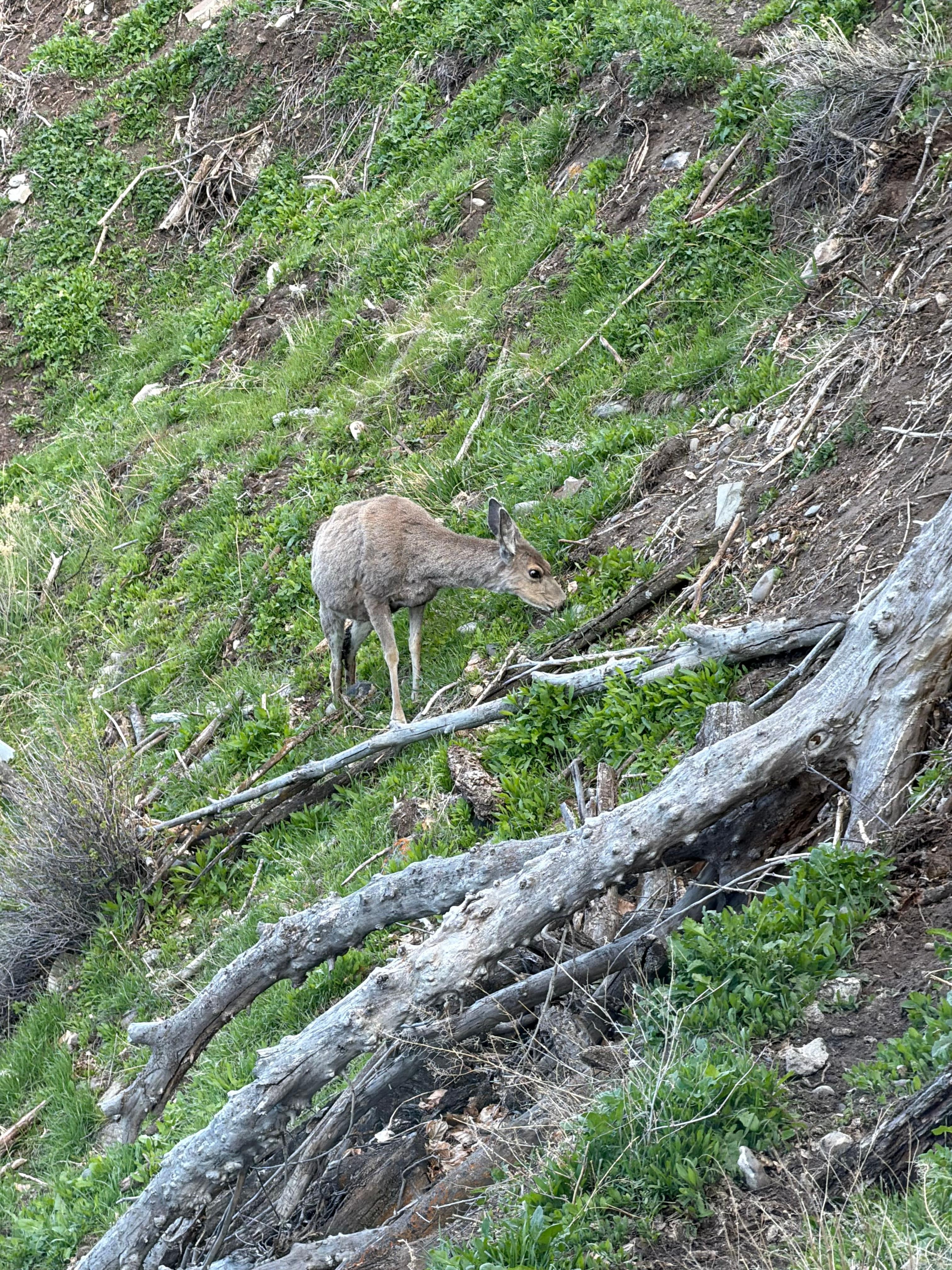 A mule deer right outside the house.
