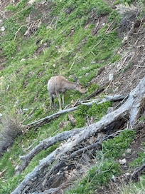 A mule deer right outside the house.