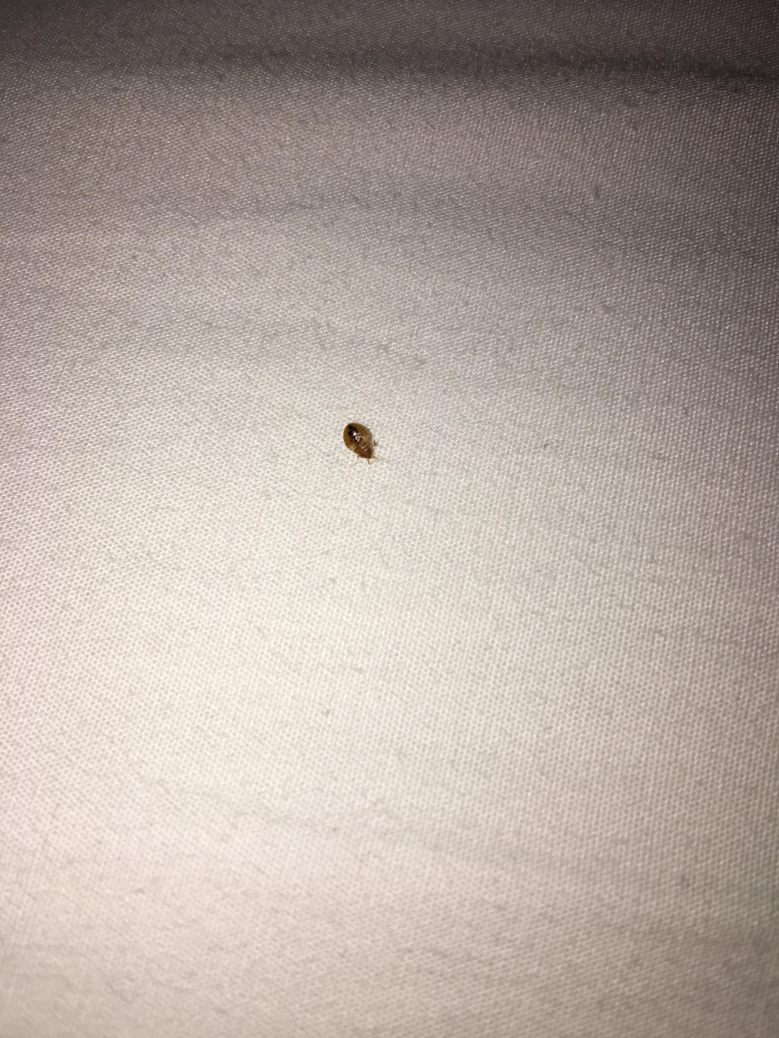 The bedbug after I killed it