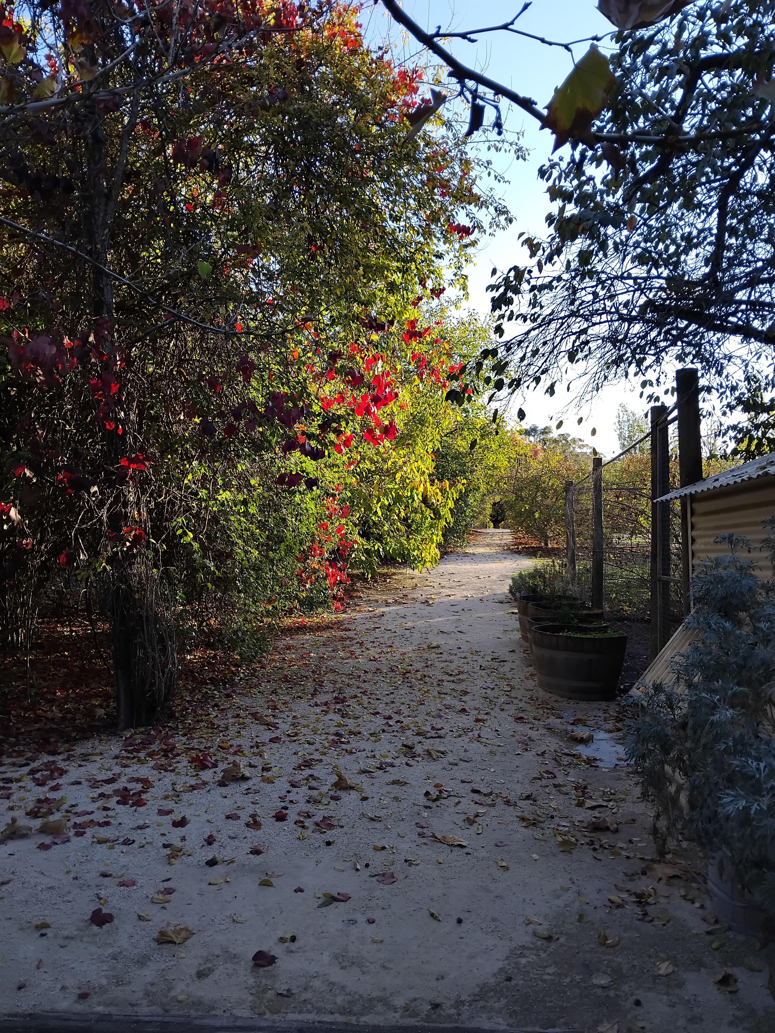 More autumn colours