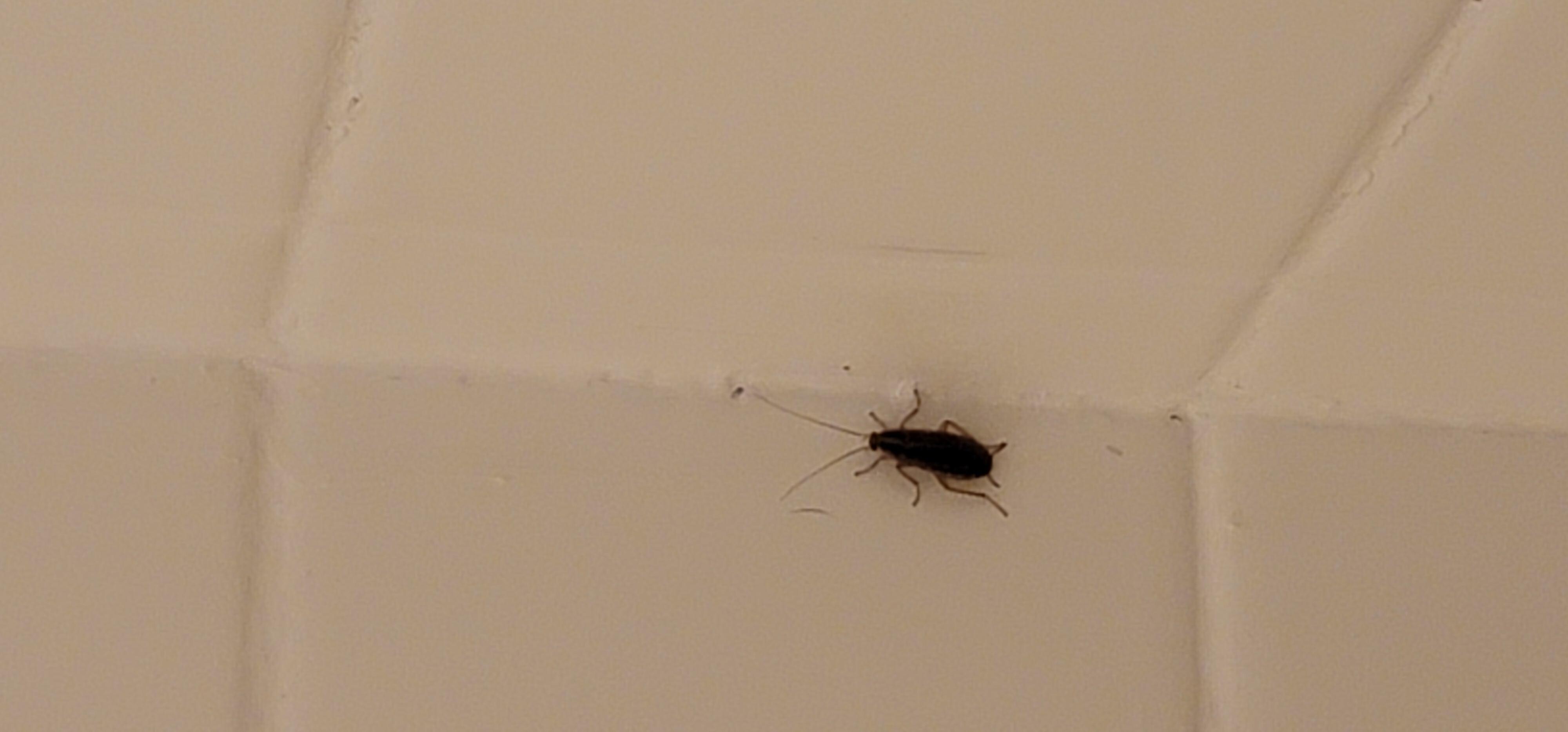 One of 5-6 roaches in first room