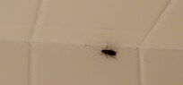 One of 5-6 roaches in first room
