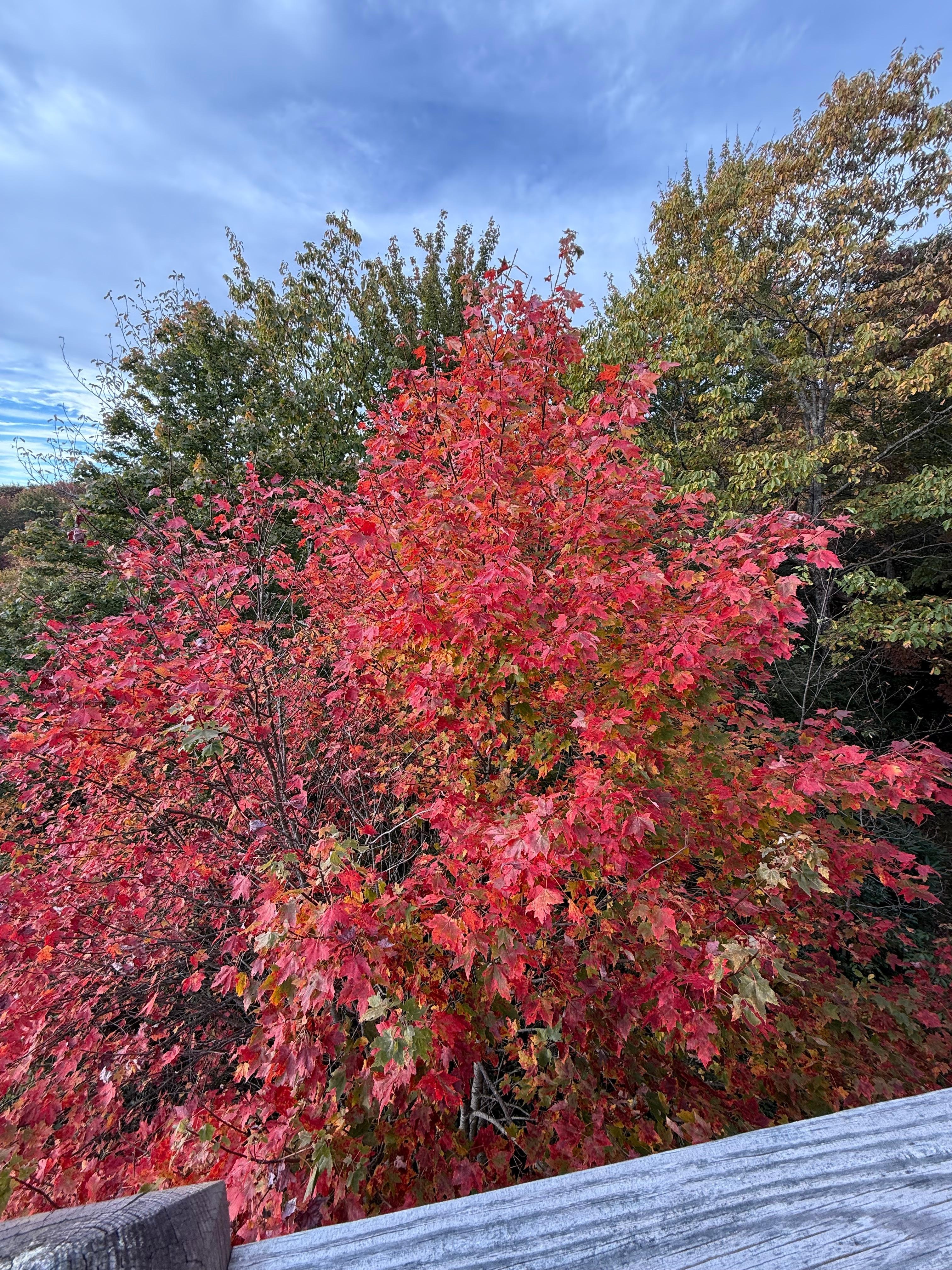 This red leaf tree right next to the deck was my favorite!