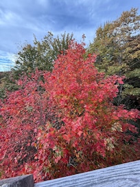 This red leaf tree right next to the deck was my favorite!